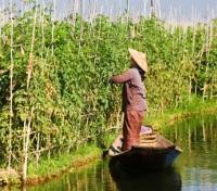 Floating Gardens